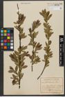 Foto von Salix triandra subsp. triandra L.